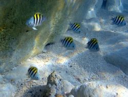 Always One in Every Bunch. Taken while snorkling at Atlan... by Marshall Karp 